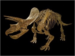 Szkielet, Triceratops